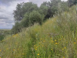 Flora del Cerro Masatrigo